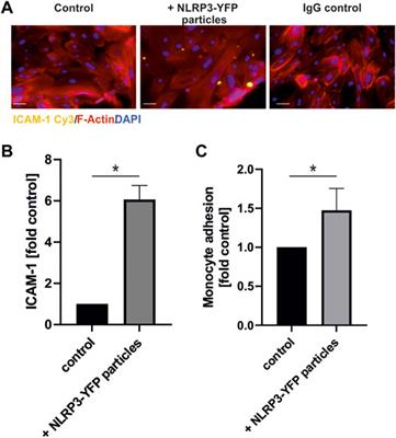 Extracellular Inflammasome Particles Are Released After Marathon Running and Induce Proinflammatory Effects in Endothelial Cells